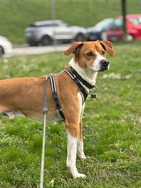 Cane per accoppiamento