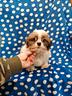 shih-tzu-cucciolo-maschio-taglia-toy