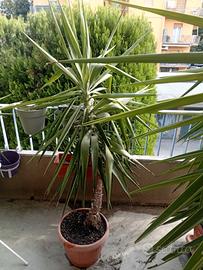  Yucca altezza 1 mt 60