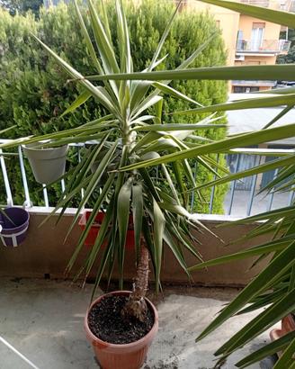  Yucca altezza 1 mt 60