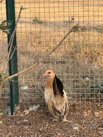 Serama europee , galline ornamentali
