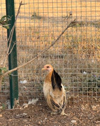Serama europee , galline ornamentali