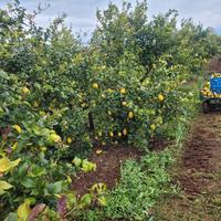 piante limoni 4 stagioni 