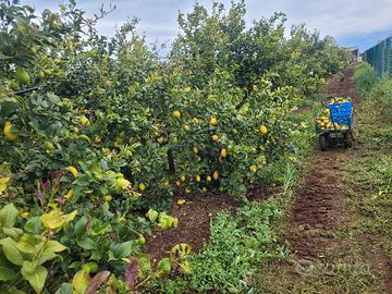 piante limoni 4 stagioni 