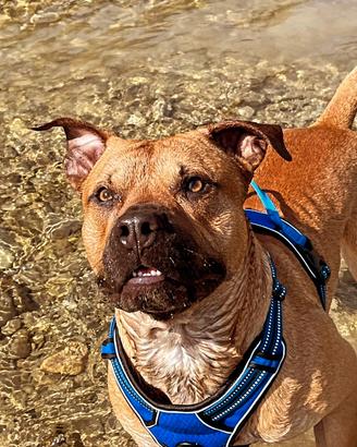 Pitbull per monta