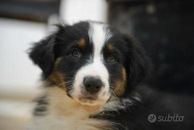 Australian Shepherd pastore australiano
