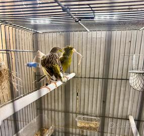 Coppia canarini selvatici