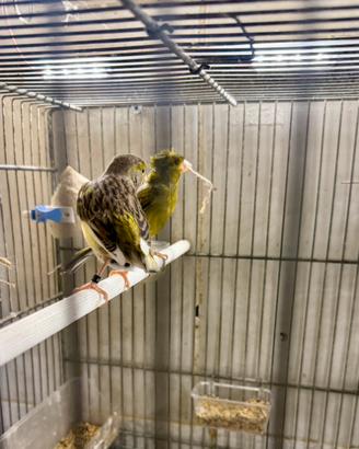 Coppia canarini selvatici