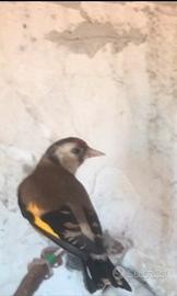 Cardellins femmina 2024 nata in gabbia