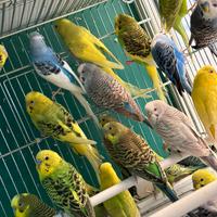 Ondulati di colore COCORITE