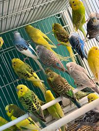 Ondulati di colore COCORITE