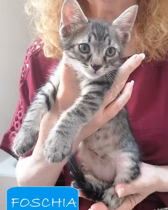 Gattini 2 mesi e mezzo ben socializzati