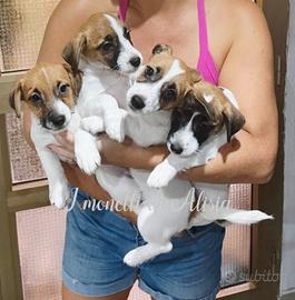 Cuccioli di Jack russell terrier con pedigree