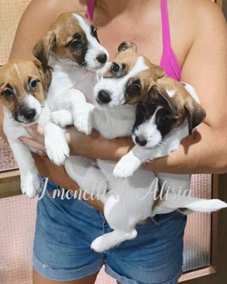 Cuccioli di Jack russell terrier con pedigree