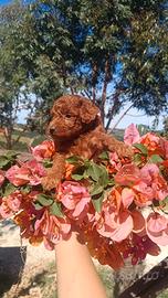 Barboncino Toy Red Pedigree enci
