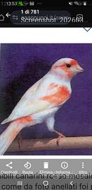 Animali uccelli canarino