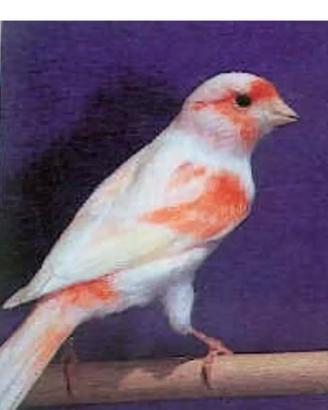 Animali uccelli canarino