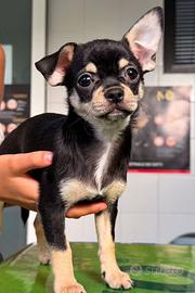 Chihuahua puro