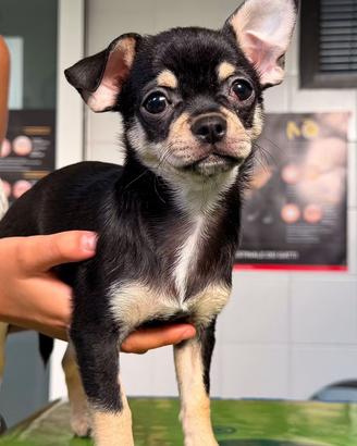 Chihuahua puro