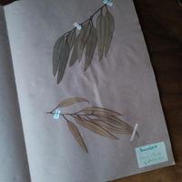 ERBARIO EPOCA DIDATTICO ANTICO NO PARAVIA VALLARDI