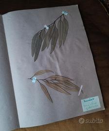 ERBARIO EPOCA DIDATTICO ANTICO NO PARAVIA VALLARDI