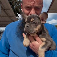 Cucciola di bulldog francese blu tan