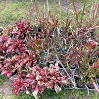 Divisioni sarracenie (piante carnivore)