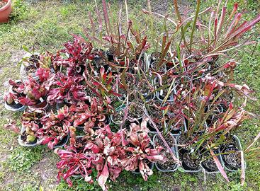 Divisioni sarracenie (piante carnivore)