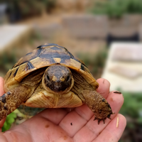 Tartaruga femmina CITES fonte C