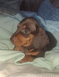 Bassotto nano cuccioli