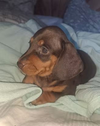 Bassotto nano cuccioli