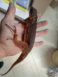 Iguane rosse