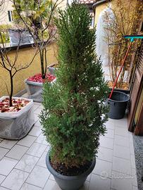 Pianta di ginepro "Juniperus chinensis Stricta"