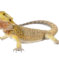 Drago barbuto