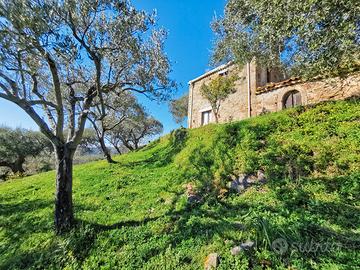 Terreno Panoramico con Uliveto in C/da Gorna Naso
