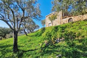 Terreno Panoramico con Uliveto in C/da Gorna Naso