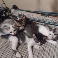 Si regalano uno o più di questi gattini