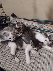Si regalano uno o più di questi gattini
