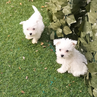West highland White terrier
