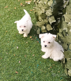 West highland White terrier