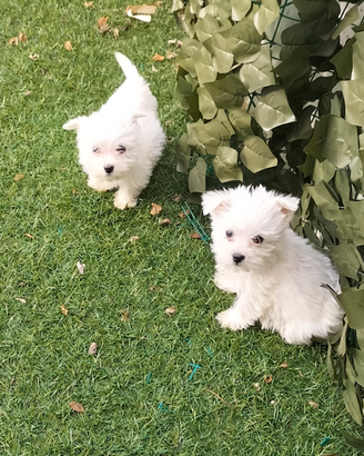 West highland White terrier