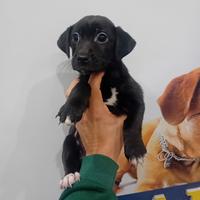 Cucciolo di Jackshund