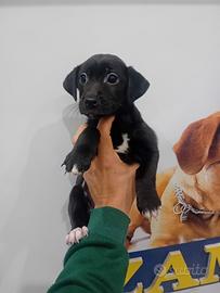 Cucciolo di Jackshund