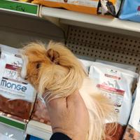 Cucciola di cavia peruviana porcellini india