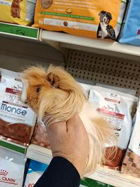 Cucciola di cavia peruviana porcellini india