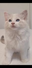 Ragdoll