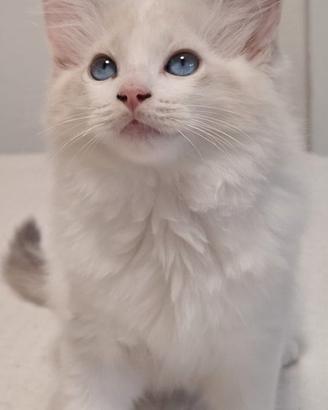 Ragdoll