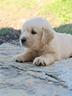 cuccioli-di-golden-retriver