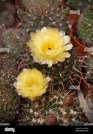 A NONANTOLA X GIARDINO GRASSOCCIE DA FIORE 