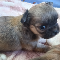 Chihuahua cuccioli maschi femmine